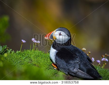 Puffin On Saltee Island, Ireland. With Blurred Background And Copy Space