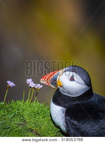 Puffin On Saltee Island, Ireland. With Blurred Background And Copy Space
