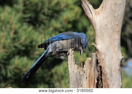 Scrub Jay
