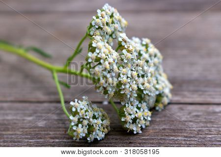 Blurred Photo.closeup Of Flower Achillea Millefolium, Commonly Known As Yarrow Or Common Yarrow On R