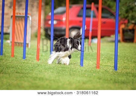 Agility Slalom And Border Collie. Black And White Border Collie Is Running Slalom On Czech Agility C