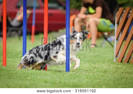 Bluemerle Border Collie Is Running On Czech Agility Competition Slalom. Agility Competition In Dog P
