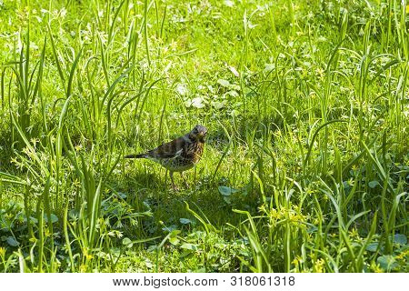 Fieldbird (turdus Pilaris) In The Grass. Sunny Day At The End Of April.
