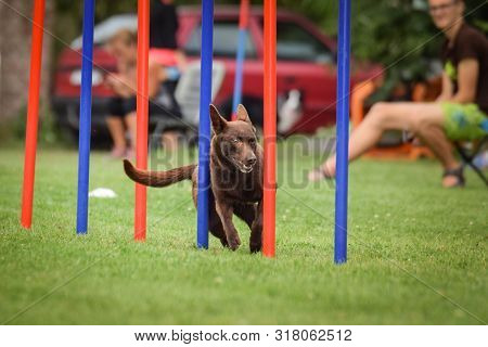 kelpie agility