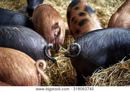 Pigs Tails Close Up Background. Black And Brown Pig In The Barn