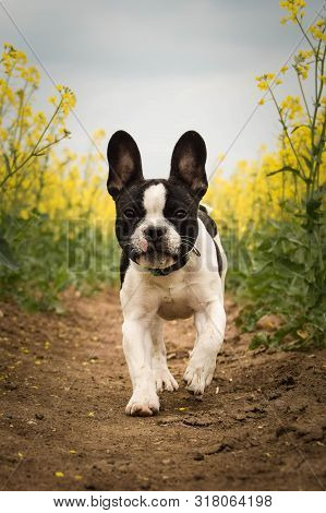 Puppy Of French Bulldog Is Running In Yellow Colza. He Is Running For His Breader