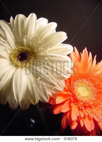 Gerbera