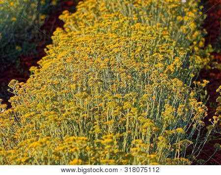 Growing A Medicinal Herbs, Immortelle Field Near Oklaj In Croatia