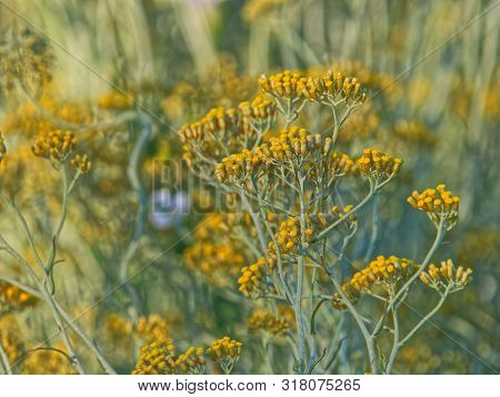 Growing A Medicinal Herbs, Immortelle Field Near Oklaj In Croatia