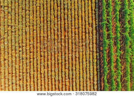Drone View Of The Growing A Medicinal Herbs, Immortelle Field Near Oklaj In Croatia