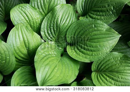 Fresh Green Proiphys Foliage. Good For A Background.