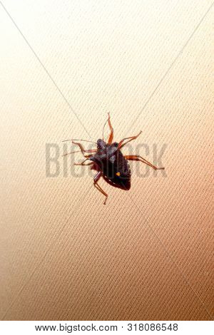 Forest Bug, Red Legged Shieldbug (pentatoma Rufipes)