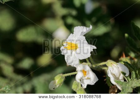 Flower Of  Of A Sticky Nightshade, Solanum Sisymbriifolium,