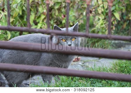 Noble Trueborn Grey Tomcat With Wonderful Orange Eyes Looks At Me Through Brown Iron Fence. Little S