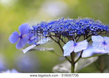 Hydrangea Macrophylla F.normalis In Kamakura, Kanagawa, Japan (one Purple Flower)