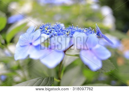 Hydrangea Macrophylla F.normalis In Kamakura, Kanagawa, Japan (one Purple Flower)