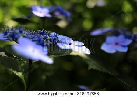 Hydrangea Macrophylla F.normalis In Kamakura, Kanagawa, Japan (one Purple Flower)