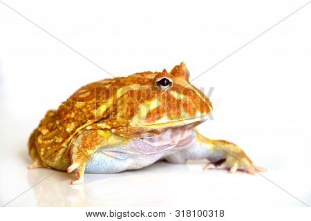 Albino Ceratophrys Cranwelli Frog On White Background With Reflection