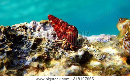 Underwater Photo Of Mediterranean Hermit Crab - Clibanarius Erythropus