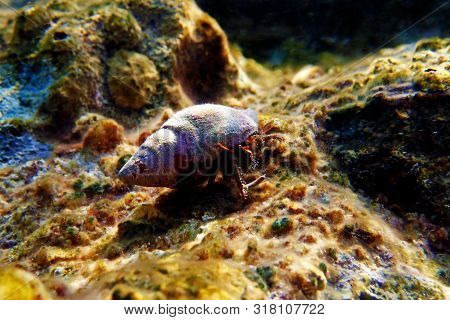 Underwater Photo Of Mediterranean Hermit Crab - Clibanarius Erythropus