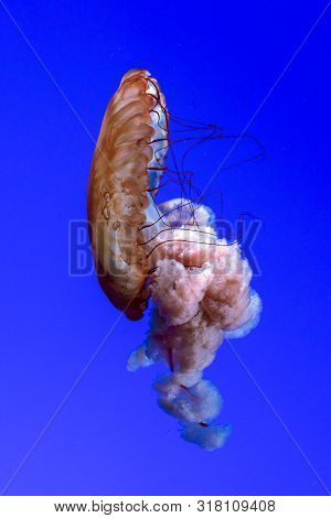 Jellyfish Or Rhizostoma Pulmo Floating In Deep Blue Water