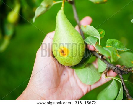 Rotten Pear In The Hand. Beginning To Rot Fruit. Wrong Pear Care. Crock Of A Rotten Pear Of Green, L