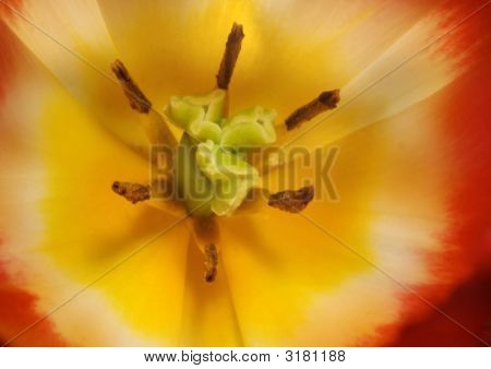Sisällä Tulip