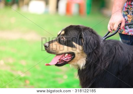 Well. Buryat-mongolian Wolfhound. Dog On A Leash In The Park. Portrait.