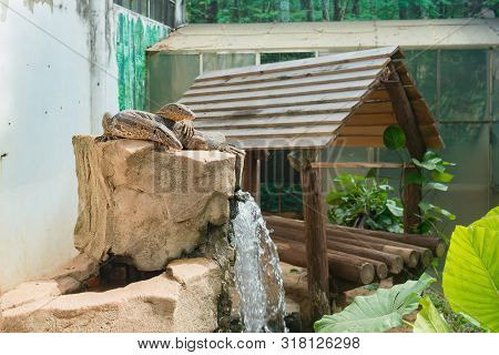 Two Goannas In A Zoo Horizontal Composition
