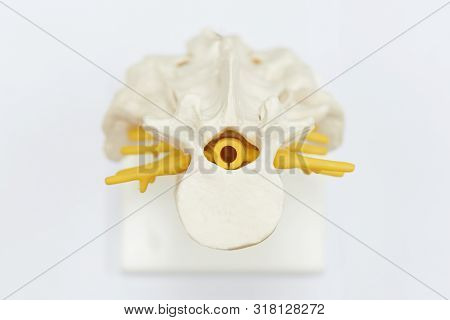 Top View Of Human Lumbar Spine Model And Nerve Root Exiting