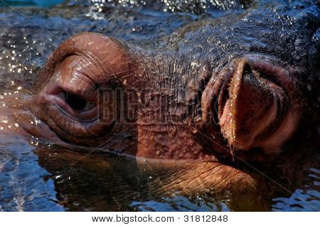 Hippopotame