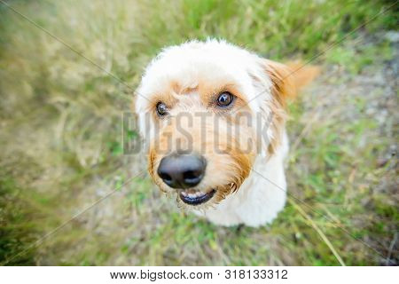 Labradoodle Adorable Dog Face Close Up