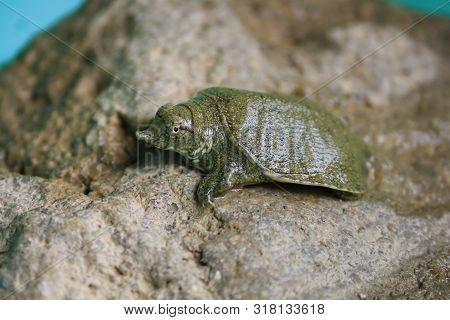 The Small Soft Shelled Turtle  On The Rock.