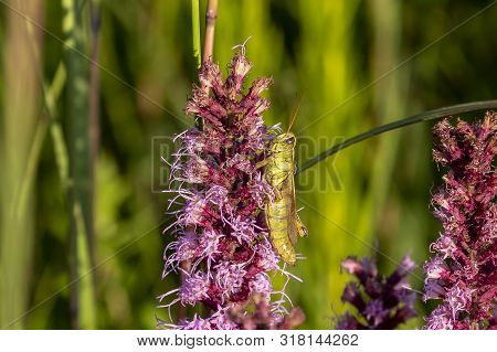The Red-legged Grasshopper (melanoplus Femurrubrum) On  Meadow