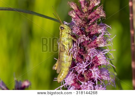 The Red-legged Grasshopper (melanoplus Femurrubrum) On  Meadow