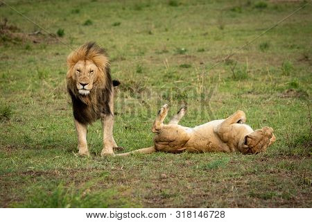 Lion Stands Over Lioness Rolling On Back