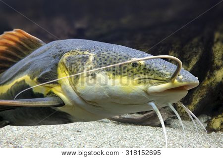 Catfish. Pseudoplatystoma Or Barred Sorubim, Close Up