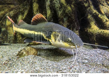Catfish. Pseudoplatystoma Or Barred Sorubim, Close Up