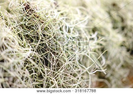 Close-up Of Spanish Moss (tillandsia Usneoides) In Garden.