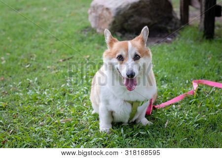 Cute Corgi Dog At The Park, Cute Welsh Corgi Dog Sit Up In The City Park. A Dog In The Grass Backgro