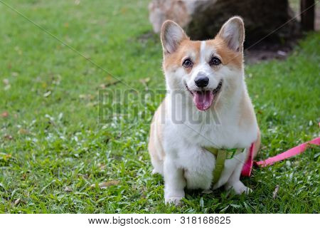 Cute Corgi Dog At The Park, Cute Welsh Corgi Dog Sit Up In The City Park. A Dog In The Grass Backgro