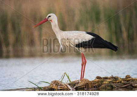 White Stork (ciconia Ciconia) Looking For Fish To Catch.