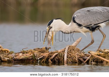 Grey Heron Has Caught The Fish In Swamp. Bird Behavior In Natural Habitat.