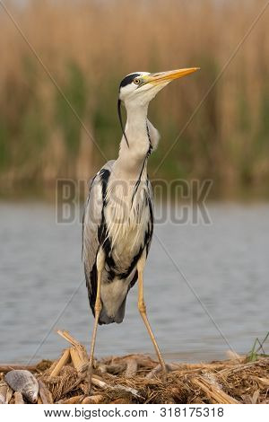 Grey heron is eating the fish. Bird behavior in natural habitat.
