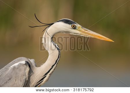 Grey Heron (ardea Cinerea). Close Up Of Birds Head.