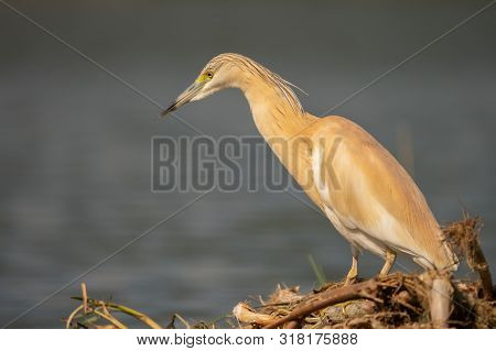 Small Yellow Heron (ardeola Ralloides) In Natural Habitat