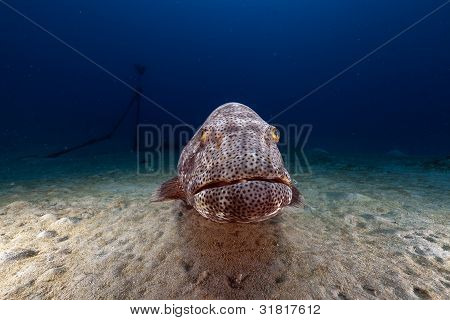 Malabar grouper (ephinephelus malabaricus) i Röda havet.