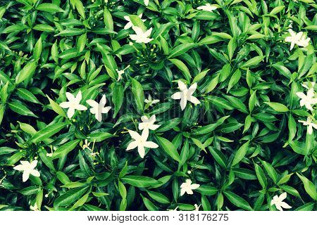 Closeup Of Green Tabernaemontana, Pinwheelflower Or Crape Jasmine Flowers