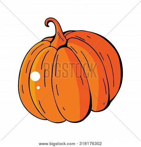 Orange Pumpkin Vector Illustration. Autumn Halloween Pumpkin, Vegetable Graphic Icon Or Print, Isola