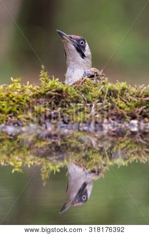 European Green Woodpecker (picus Viridis) Standing At Watering Place.
